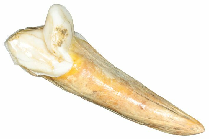 Rooted Fossil Cave Bear (Ursus) Tooth - L'Herm, France #293192